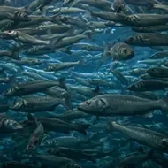 Cardumen con varios tipos de pescado.